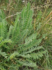 Astragalus exscapus