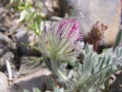 Astragalus setosulus