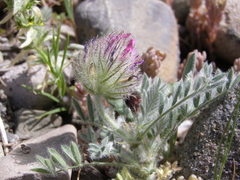 Astragalus setosulus