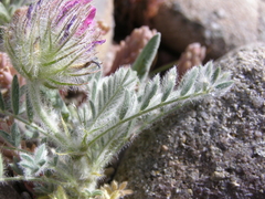 Astragalus setosulus