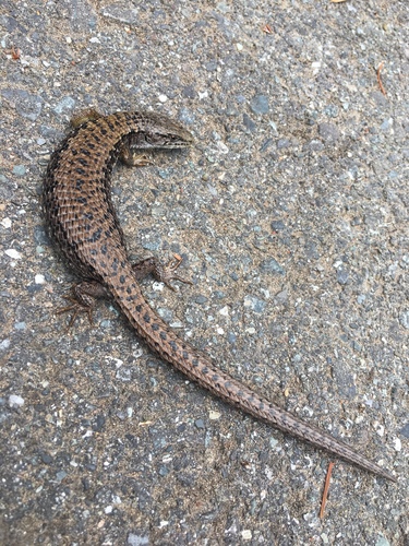 Northern Alligator Lizard