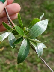 Salix