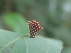 Epidaus