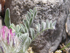 Astragalus setosulus