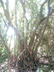 Bravaisia integerrima