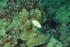 Chaetodon multicinctus