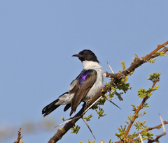 Anthreptes orientalis