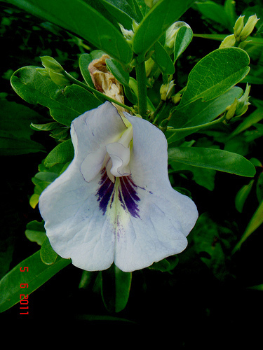 Clitoria laurifolia (Clitoria laurifolia)