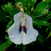 Clitoria laurifolia - Photo (c) Ahmad Fuad Morad, some rights reserved (CC BY-NC-SA)
