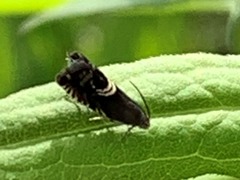 Grapholita interstinctana