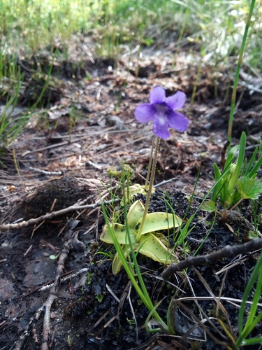Pinguicula vulgaris