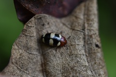 Callischyrus candezei