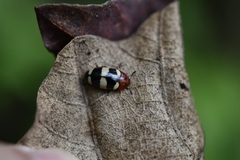 Callischyrus candezei