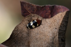 Callischyrus candezei