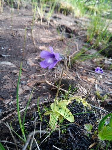 Pinguicula vulgaris
