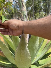 Agave maximiliana