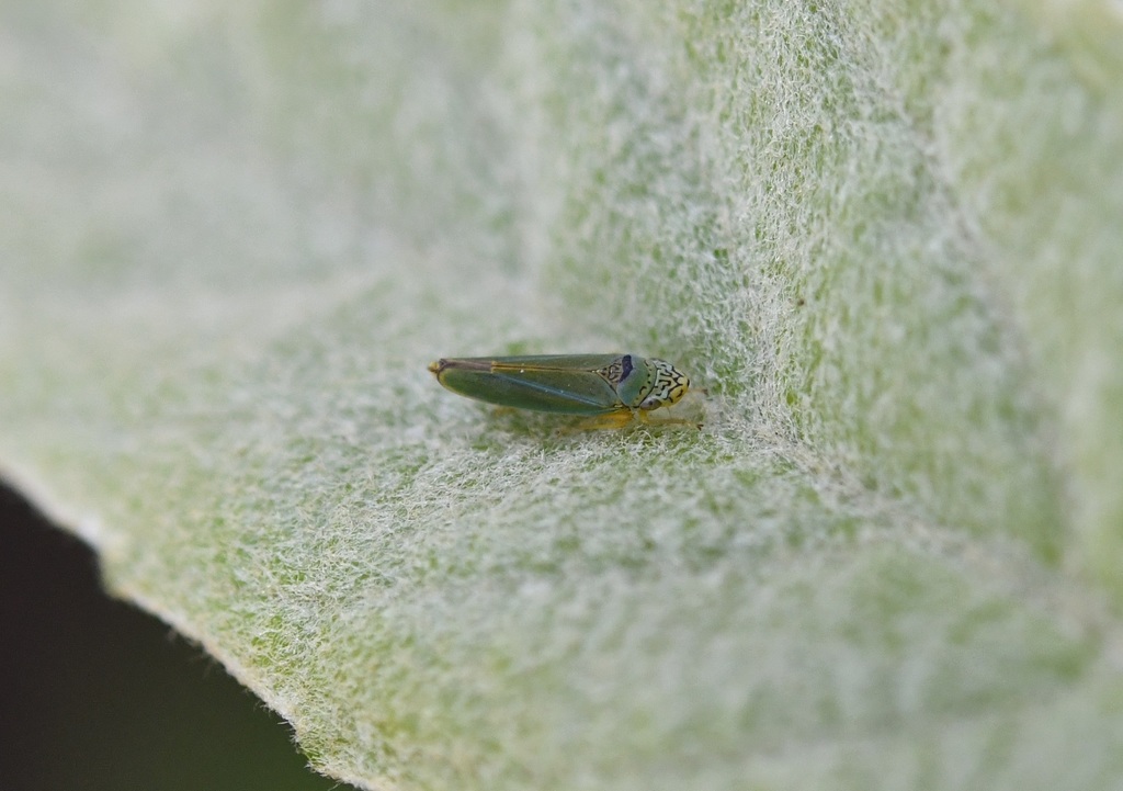 Isogonalia labyrinthica