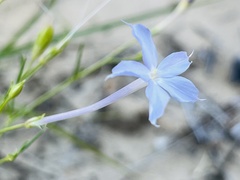 Ipomopsis longiflora