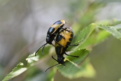 Monocesta ducalis