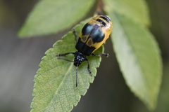 Monocesta ducalis