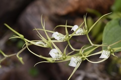 Brassia verrucosa