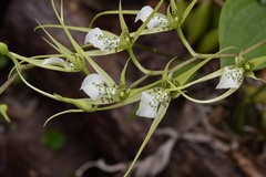 Brassia verrucosa