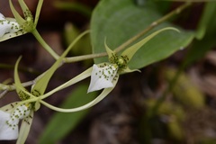 Brassia verrucosa