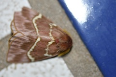 Paradirphia rudloffi