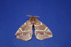 Paradirphia rudloffi