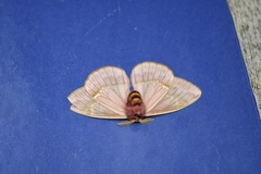 Paradirphia rudloffi