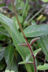 Peperomia consoquitlana
