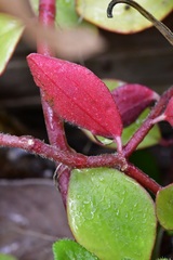 Peperomia consoquitlana