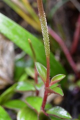 Peperomia consoquitlana