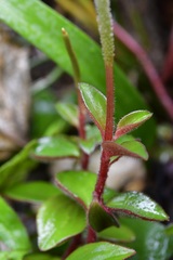 Peperomia consoquitlana