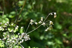 Thalictrum guatemalense