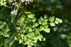 Thalictrum guatemalense