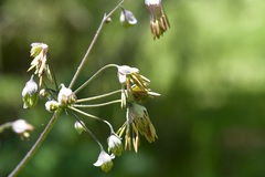 Thalictrum guatemalense