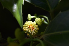 Olmediella betschleriana