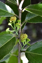 Olmediella betschleriana