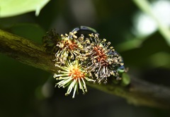 Olmediella betschleriana