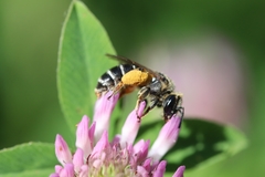 Andrena ovatula