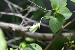 Lycianthes ciliolata