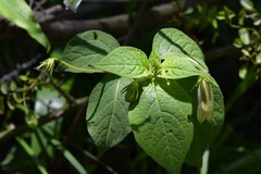 Lycianthes ciliolata