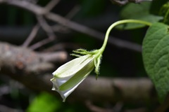 Lycianthes ciliolata