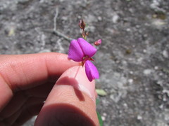 Desmodium grahamii