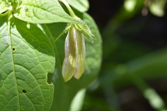 Lycianthes ciliolata