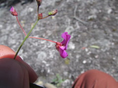 Desmodium grahamii