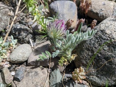 Astragalus setosulus