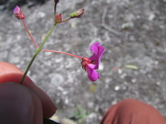 Desmodium grahamii