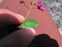 Desmodium grahamii